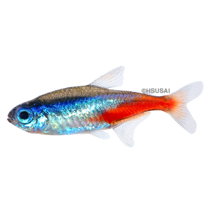 Tetra