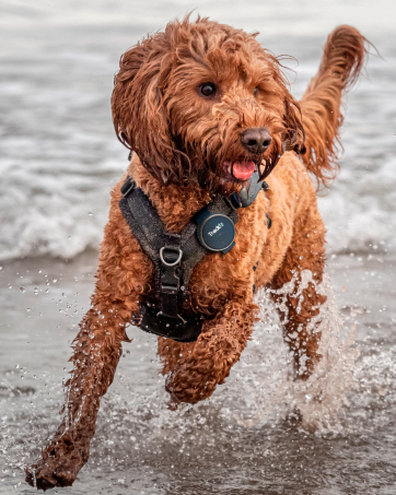 Tracki Pet device in dog