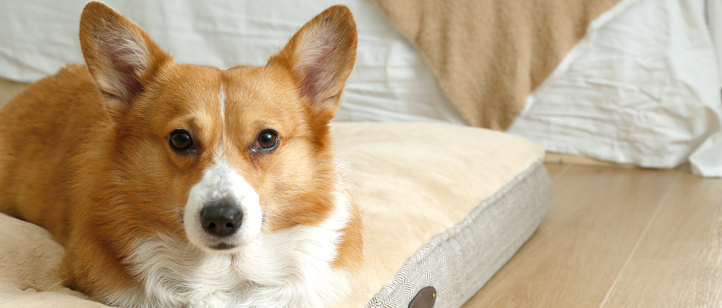 DOG BED FOR LARGE DOGS