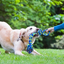 dog rope toys