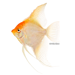 Angelfish