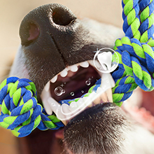 dog rope toys