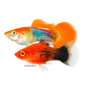 Livebearers