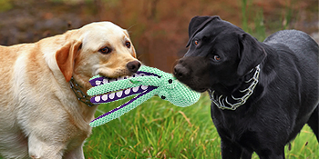 aggressive chewers dog toys for large dogs