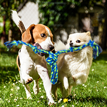 dog rope toys