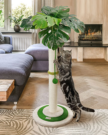 cat scratch post