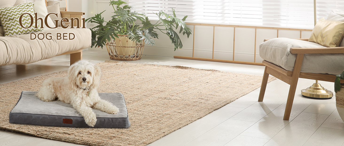 dog bed