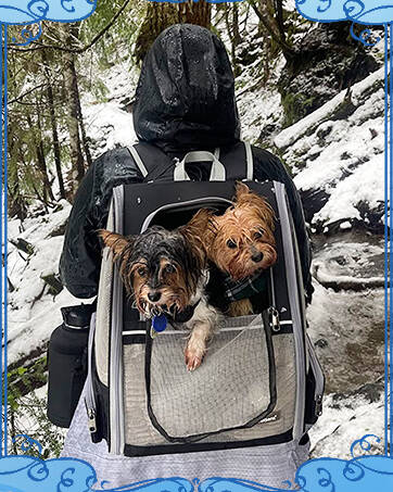 cat carrier
