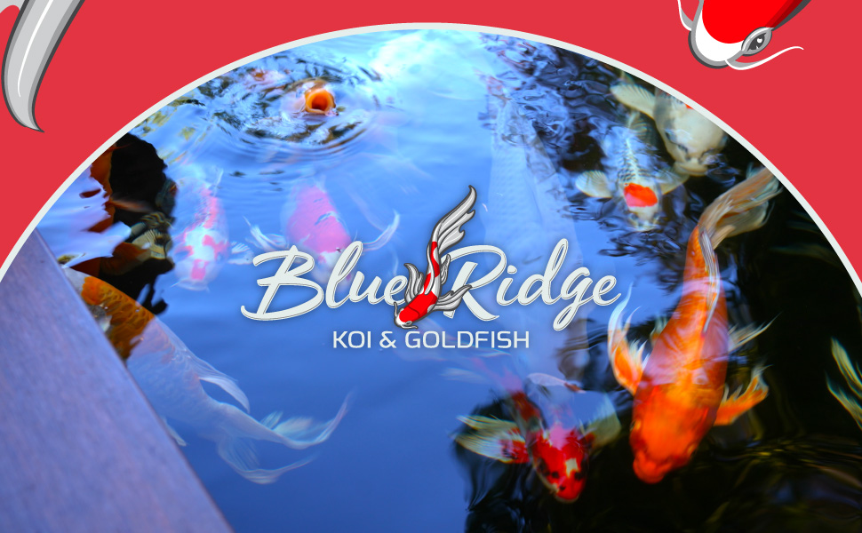Blue Ridge Koi