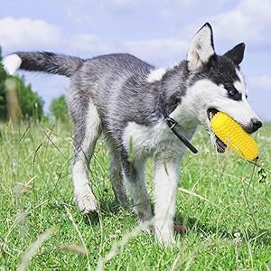 Dog Toothbrush Toy
