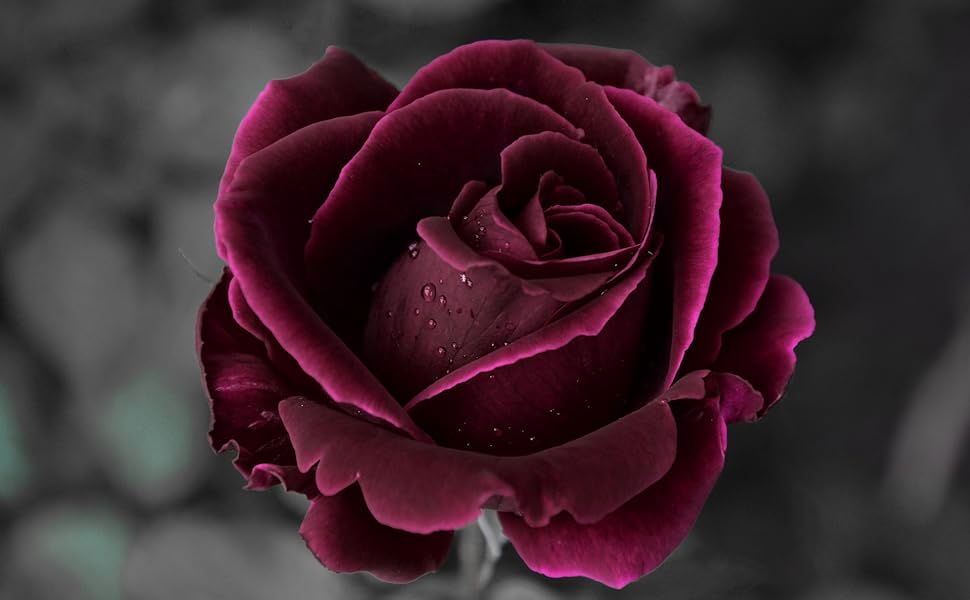velvet