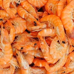 shrimp