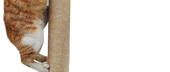 1743211907_81zXuEDgSmL._AC_SL1500_.jpg