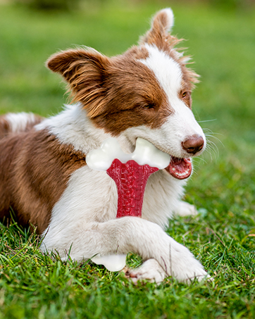 dog chew toys for aggressive chewers large breed
