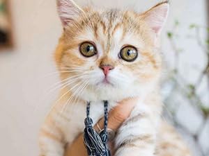 pet camera