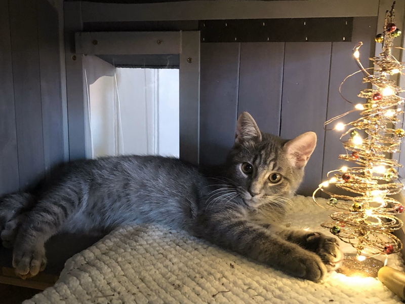 cat house