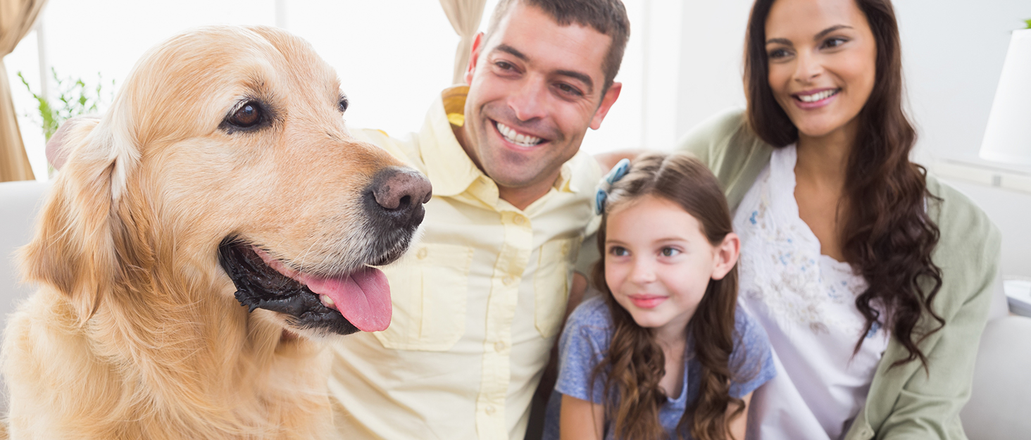dog toys for aggressive chewers