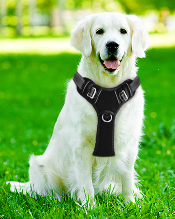 dog harness