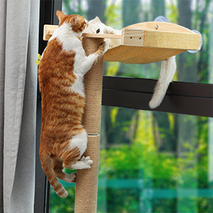cat scratching tree
