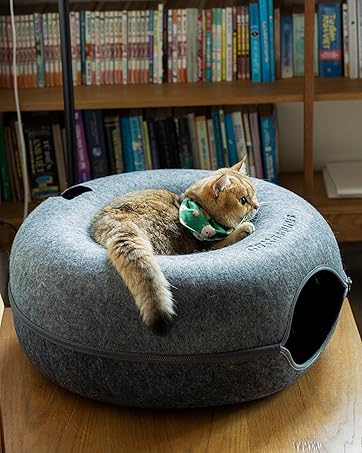Cattasaurus