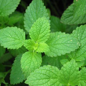 Catnip