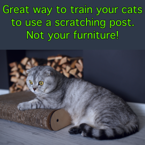 cat training post