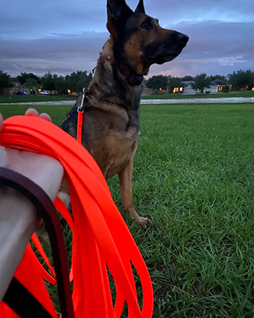 dog leash