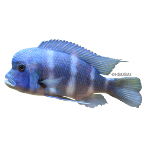 African Cichlid