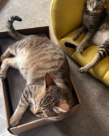 cat Scratch Pad