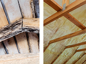 wood rot