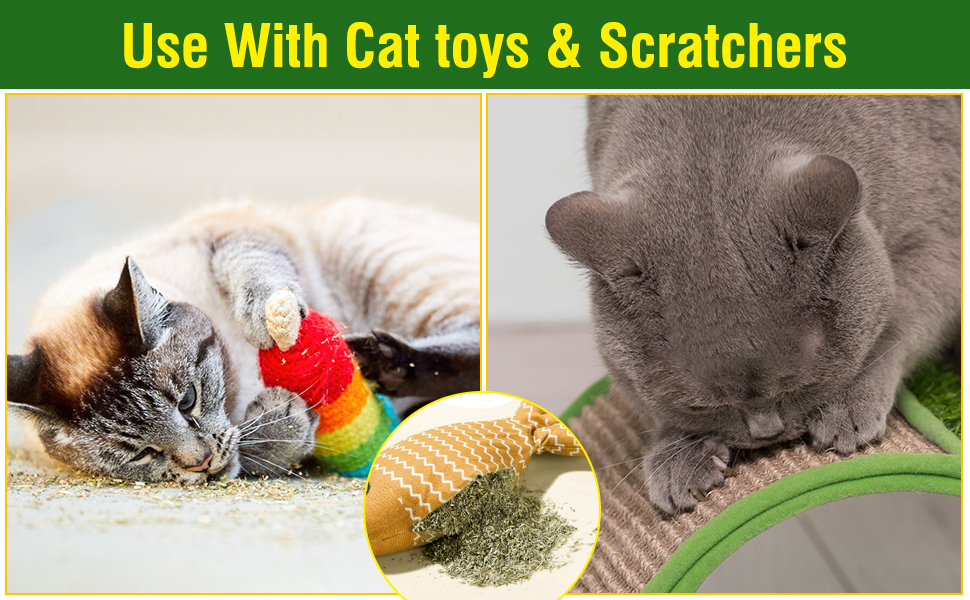 catnip