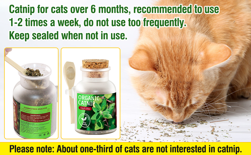 catnip