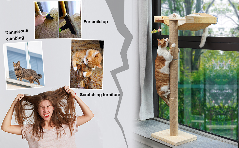 cat climbing tree