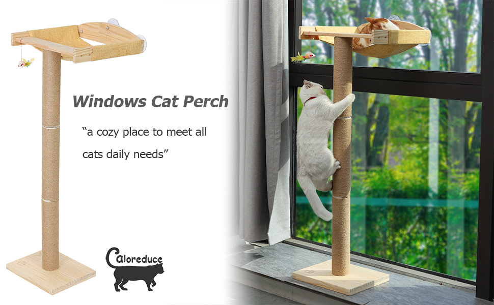  window climbing tree