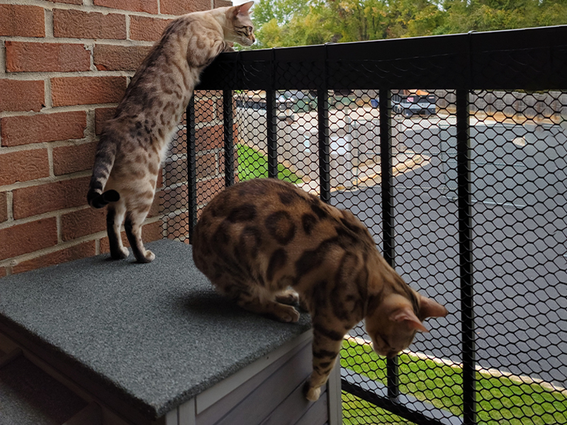 cat house