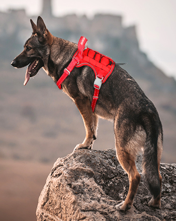 Tactical dog harness