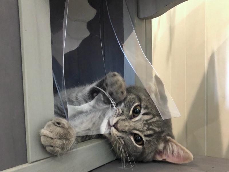 cat house