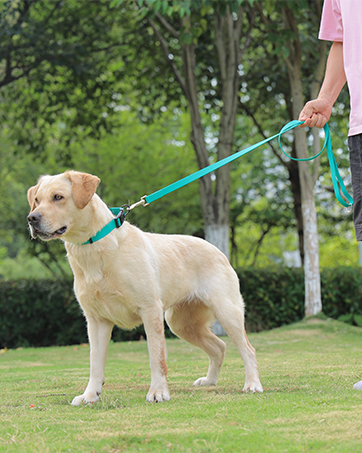 Dog collar