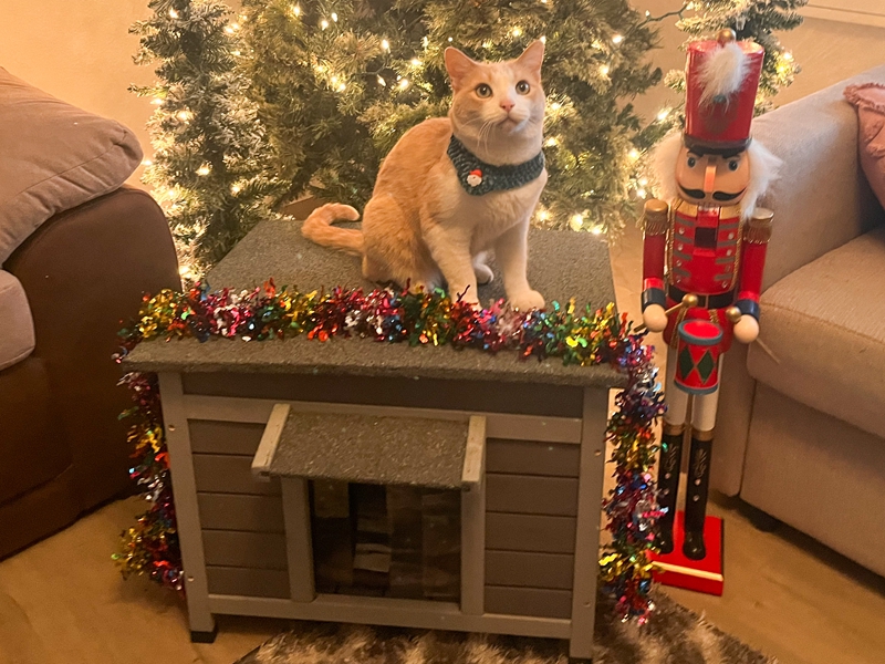 cat house