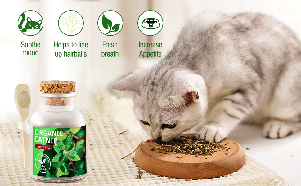 catnip