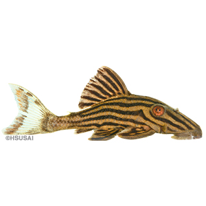Pleco