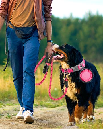 dog collar leash