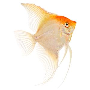 Hikari Species Specific Freeze Dried Diets