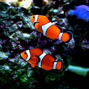 Clownfish
