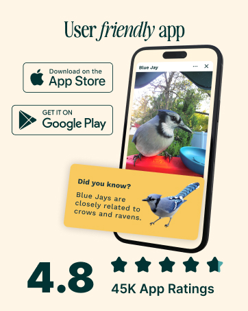smart bird feeder