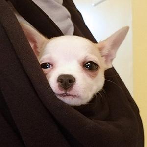 pet carriers for small dogs