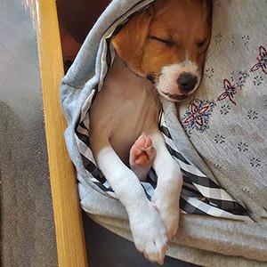 puppy slings