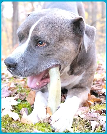 american staffordshire terrier chewing super chewer chew toy