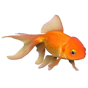 Goldfish