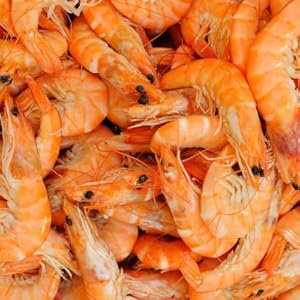 shrimp